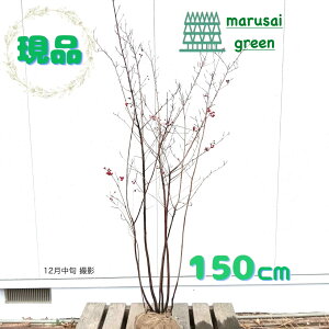 �����i�������y���t�ʎ�:�A���j�A �N�b�N�x���[�� ���� 1.5m�z���t�� ���t������ ��� �A��