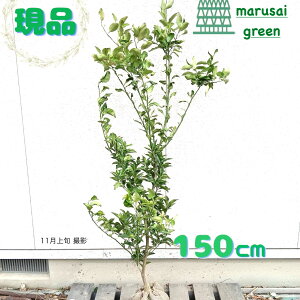 iyΉʎ:Ԃ䂸 P  1.5mzΒ  A V{c[ ӏܗp kn uNʎ ƌ ̗ǂ