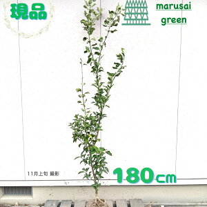 iyΉʎ:Ԃ䂸 P  1.8mz΍  A V{c[ ӏܗp kn uNʎ ƌ ̗ǂ