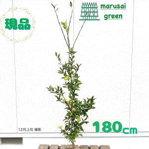 iyΉʎ:Ԃ䂸 P  1.8mz΍  A V{c[ ӏܗp kn uNʎ ƌ ̗ǂ