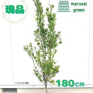 iyΉʎ:|J P  1.8mzΒ kn ʎ Ȃ ƌ uNʎ