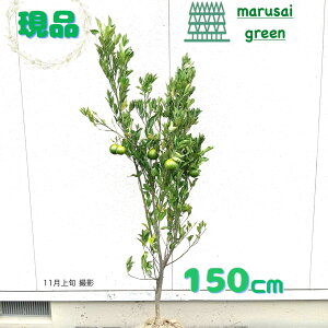 iyΉʎ:|J P  1.5mzΒ kn ʎ Ȃ ƌ uNʎ