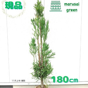 iyΎ:䐙 P  1.8mz ΍ jt