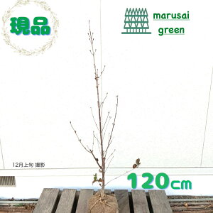 iyt:TV P 1.2mzt A A a m  ډB K[fjO GNXeA ϊ A ̔ LO j