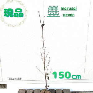 iyt:TV P 1.5mzt A A a m  ډB K[fjO GNXeA ϊ A ̔ LO j