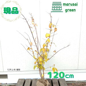 �����i�������y���t��:���E�o�C �� ���� 1.2m�z���t��� ��� �A�� �V���{���c���[ �X�~ �낤�΂� ��A�� ������ �Ϗܗp �ډB�� �G�N�X�e���A �L�O�� ���j�� �a���L�O �V�z�j�� ���w�L�O ��^ 