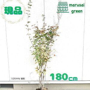 ◎現品発送◎【 落葉樹:青ダモ 株 根巻 1.8m 】 落葉高木 落葉樹 広葉樹 アオダモ 苗木 植木 庭木 コバノトネリコ シンボルツリー 樹木 植樹 苗 販売 垣根 生け垣 目隠し 植栽 ガーデニング 和