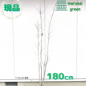 iy t:_   1.8m z t t Lt AI_ c A  RomglR V{c[  A c ̔ _ _ ډB A K[fjO a