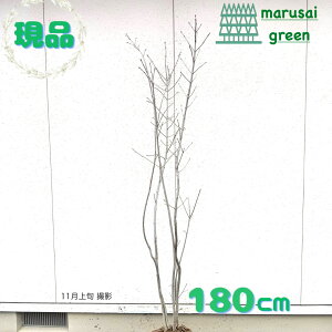 iy t:_   1.8m z t t Lt AI_ c A  RomglR V{c[  A c ̔ _ _ ډB A K[fjO a