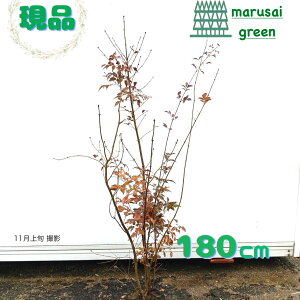 iy t:_   1.8m z t t Lt AI_ c A  RomglR V{c[  A c ̔ _ _ ډB A K[fjO a