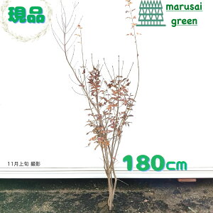 iy t:_   1.8m z t t Lt AI_ c A  RomglR V{c[  A c ̔ _ _ ډB A K[fjO a