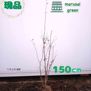 iyt:_   1.5mzt Lt  A V{c[ RomglR AI_ AI^S glR  AI_̖  K[f  IV