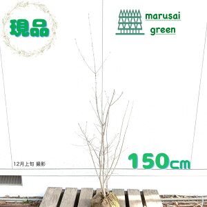 iyt:_   1.5mzt Lt  A V{c[ RomglR AI_ AI^S glR  AI_̖  K[f  IV