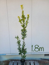 【常緑樹:黄金月桂樹 単木 ポット 1.8m】常緑高木 広葉樹 現品