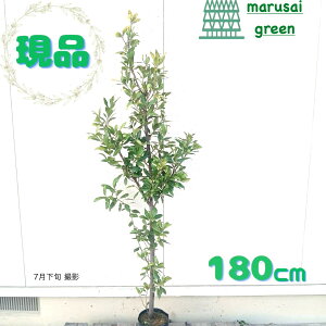 iyΎ:j P |bg 1.8mz΍ Lt