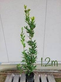 【常緑樹:黄金月桂樹 単木 ポット 1.2m】常緑中高木 広葉樹 現品