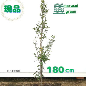 iy Ύ:j P  1.8mz΍ Lt  A V{c[ QbPCW [ [G ̔ Lt  Ϗ A A v[g  A 