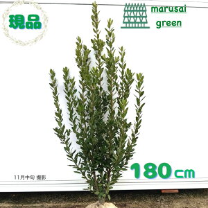 iy Ύ:j P  1.8mz΍ Lt  A V{c[ QbPCW [ [G ̔ Lt  Ϗ A A v[g  A 