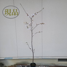 【落葉樹:ソメイヨシノ 桜 単木 ポット】落葉高木 広葉樹 1.8m 現品