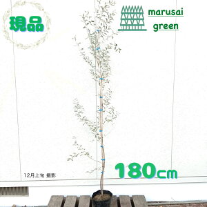 iyt:VAI[u iMoO~ P |bg 1.8mzt A   A Ԗ A   O ̔ V{c[ ډB GNXeA K[fjO 