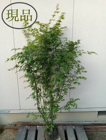 【落葉樹:イロハモミジ 株 根巻 1.5m】落葉中高木 庭木 植木 シンボルツリー 現品