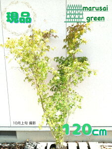 iyt:Cn~W  1.2mzt