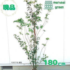 ◎現品発送◎【落葉樹:イロハモミジ 株 根巻 1.8m】 落葉高木 落葉樹 シンボルツリー 紅葉 庭木 植木 樹木 植栽 植樹 いろはもみじ モミジ カエデ 耐寒性 販売 洋風 和風 おしゃれ オシャレ 屋