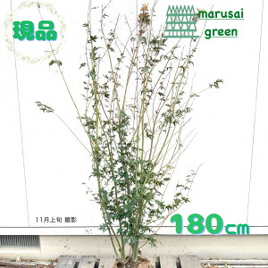 iyt:Cn~W   1.8mz t t V{c[ gt  A  A A ݂͂ ~W JGf ϊ ̔ m a  IV 