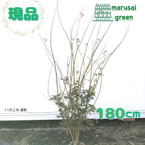 iyt:Cn~W   1.8mz t t V{c[ gt  A  A A ݂͂ ~W JGf ϊ ̔ m a  IV 