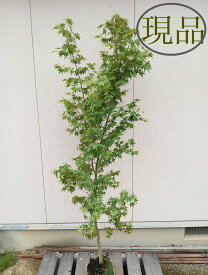 【落葉樹:イロハモミジ 単木 根巻 1.8m】落葉高木 落葉樹 広葉樹 シンボルツリー 庭木 植木 いろはもみじ モミジ 紅葉 カエデ 楓 庭植え 玄関 目隠し ガーデニング エクステリア 記念樹 お祝い 大型 現品