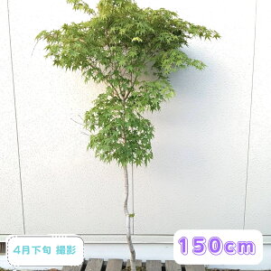 イロハモミジ 単木 盆栽 植木」の人気商品一覧・価格比較 - 価格.com