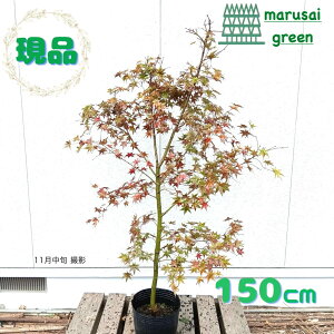 iyt:`VI()~W P |bg 1.5m zt  A V{c[ eWEWE A A   ډB K[fjO GNXeA | Ϗ 