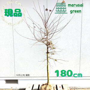 iyt:`VI () ~W P  1.8mzt t  gt A  A A  V{c[ `VI~W óX݂ fVEWE eWEW