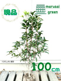 ◎現品発送◎【常緑樹: キンモクセイ 単木 根巻 1.0m】 常緑中高木 庭木 植木 シンボルツリー 広葉樹 花木 庭植え オレンジ 目隠し ガーデニング エクステリア