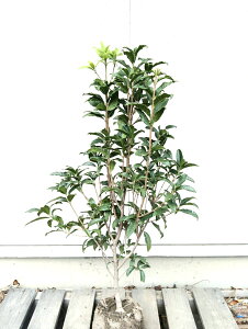 ??�݌ɔ���??�y��Ύ�: �L�����N�Z�C �P�� ���� 1.0m�z ��Β����� ��� �A�� �V���{���c���[ �L�t�� �Ԗ� ��A�� �I�����W �ډB�� �K�[�f�j���O �G�N�X�e���A