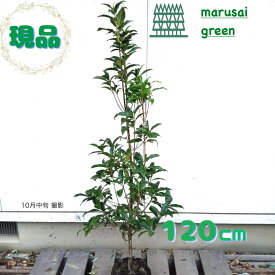 ◎現品発送◎【常緑樹:キンモクセイ 単木 根巻 1.2m】常緑中高木 広葉樹