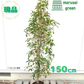 ◎現品発送◎【常緑樹:キンモクセイ 単木 根巻 1.5m】 常緑中高木 庭木 植木 シンボルツリー きんもくせい 広葉樹 花木 樹木 植物 植樹 耐寒性 耐暑性 庭植え 植栽 屋外 販売 園芸 オレンジ 色 お花 目隠し ガーデニング エクステリア 記念樹 和風 洋風 おしゃれ お祝い