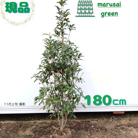 ◎現品発送◎【 常緑樹:キンモクセイ 単木 根巻 1.8m 】常葉高木 庭木 植木 樹木 庭植え 植栽 植樹 植物 お花 耐暑性 耐寒性 販売 シンボルツリー 目隠し ガーデニング エクステリア 園芸 屋外 記念樹 和風 洋風 おしゃれ オシャレ かわいい お祝い 大型 大きい