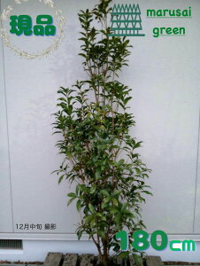 �����i�������y ��Ύ�:�L�����N�Z�C �P�� ���� 1.8m �z��t���� ��� �A�� ���� ��A�� �A�� �A�� �A�� ���� �Ϗ��� �ϊ��� �̔� �V���{���c���[ �ډB�� �K�[�f�j���O �G�N�X�e���A ���| ���O 