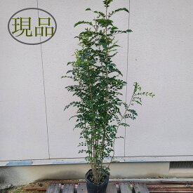 【常緑樹:シマトネリコ 株 ポット】常緑高木 1.8m 現品