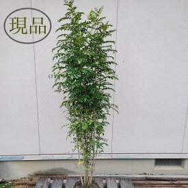 【常緑樹:シマトネリコ 株 根巻】常緑中高木 常緑樹 シンボルツリー 庭木 植木 樹木 庭植え 耐寒性 和風 洋風 玄関 屋外 目隠し ガーデニング エクステリア 記念樹 お祝い 1.5m 現品