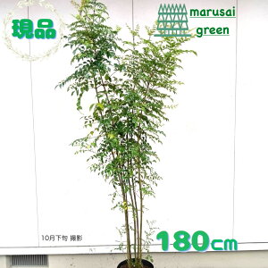 iy Ύ:V}glR  |bg 1.8m z΍  A V{c[ 1{ A A ׉ ډB K[fjO ϊ LO ̔ m a GNXeA O  