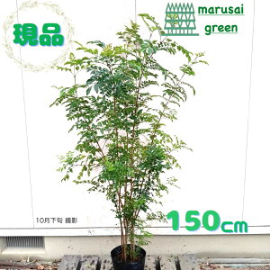 iyΎ:V}glR   1.5mzΒ Ύ V{c[  A  A A ̔ A ϊ a m _  O x_ ډB K[fj