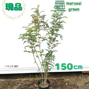 iyΎ: V}glR  |bg 1.5mzΒ  A V{c[ A ډB K[fjO GNXeA LO aLO Vzj wLO j ^ 