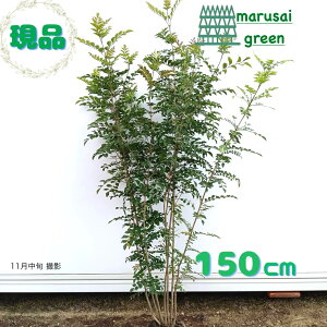 iyΎ:V}glR   1.5mzΒ Ύ V{c[  A  A A ̔ A ϊ a m _  O x_ ډB K[fj