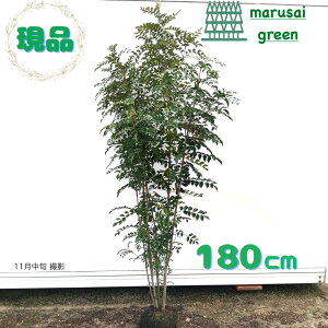 iyΎ:V}glR   1.8mz΍  A V{c[ A ډB ׉ K[fjO GNXeA   K[f |  A A O A 