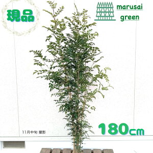 iyΎ:V}glR   1.8mz΍  A V{c[ A ډB ׉ K[fjO GNXeA   K[f |  A A O A 