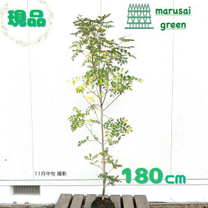 iyΎ:V}glR P  1.8mzΒ Ύ V{c[  A  A A ̔ A ϊ a m _  O x_ ډB K[fj