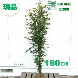 iyΎ:V}glR   1.8mz΍  A V{c[ A ډB ׉ K[fjO GNXeA   K[f |  A A O A 