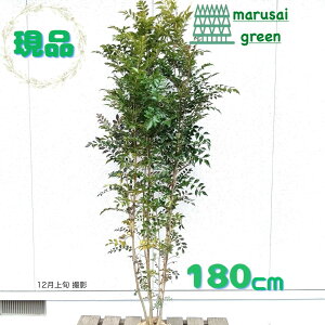 iyΎ:V}glR   1.8mz΍  A V{c[ A ډB ׉ K[fjO GNXeA   K[f |  A A O A 